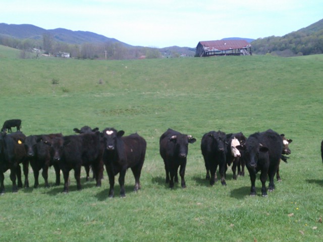 The Cows 2